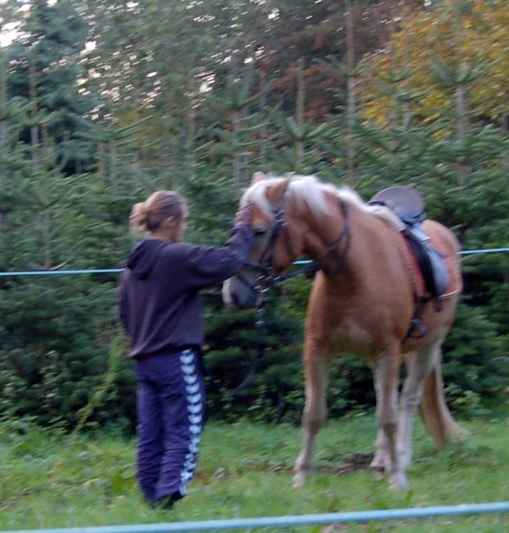 Haflinger Stabejs  billede 13