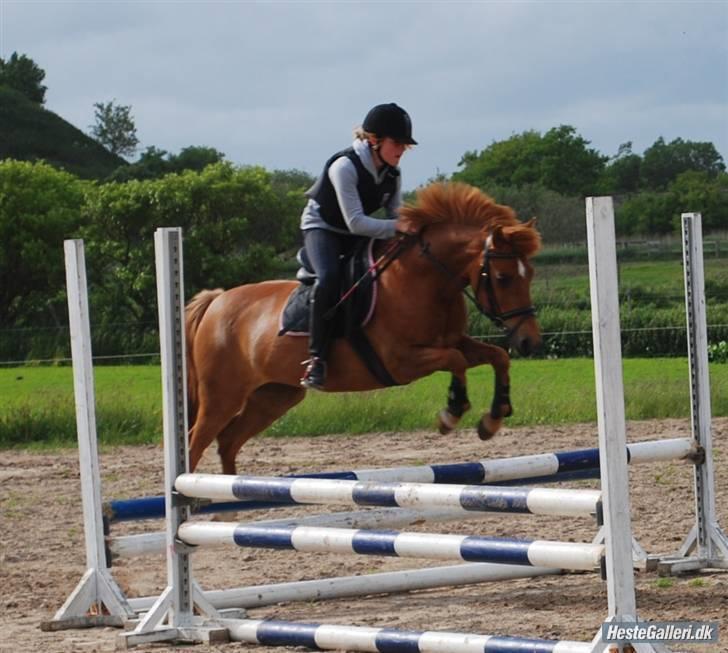 Anden særlig race rabella *solgt* - kursus billede 7