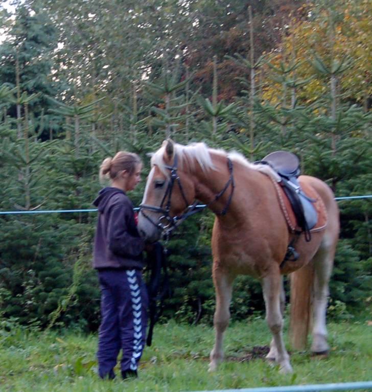 Haflinger Stabejs  billede 14