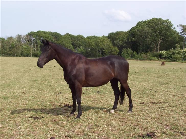 Dansk Varmblod Grusgård's EL Diablo billede 5