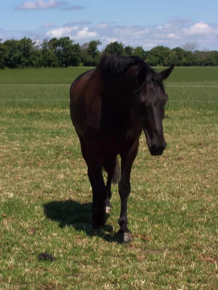 Dansk Varmblod Grusgård's EL Diablo billede 6