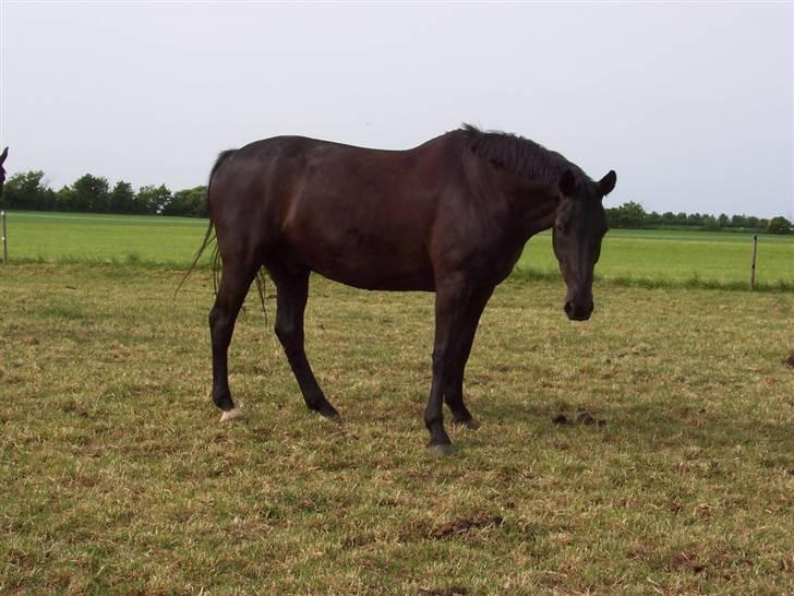 Dansk Varmblod Grusgård's EL Diablo billede 8