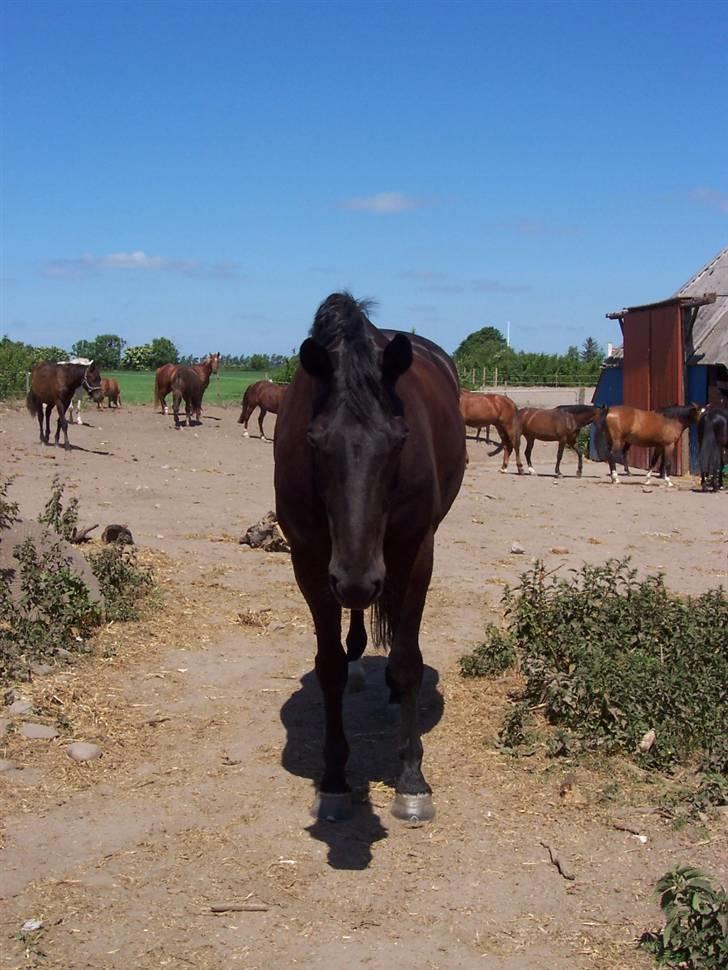 Dansk Varmblod Grusgård's EL Diablo billede 9