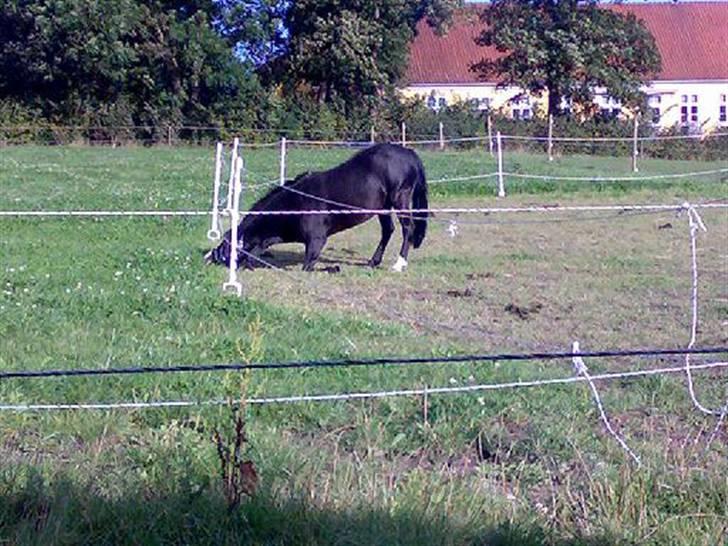 Anden særlig race Bum-Bum  *SOLGT* - kan jeg lige når noget mer græs ?? :-) billede 1