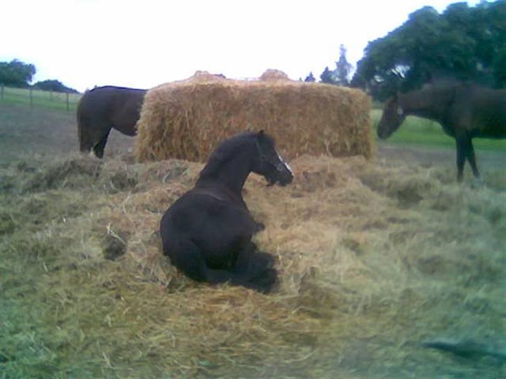 Anden særlig race Bum-Bum  *SOLGT* - hun ligger og viler sig billede 2