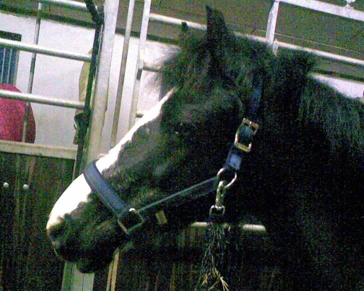 Anden særlig race Bum-Bum  *SOLGT* - bum står og kigger på staldgangen billede 3