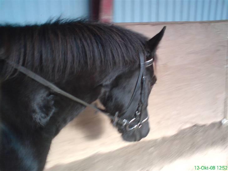 Anden særlig race Shiva <3 - Jeg kan da godt.. Det der <3 billede 15