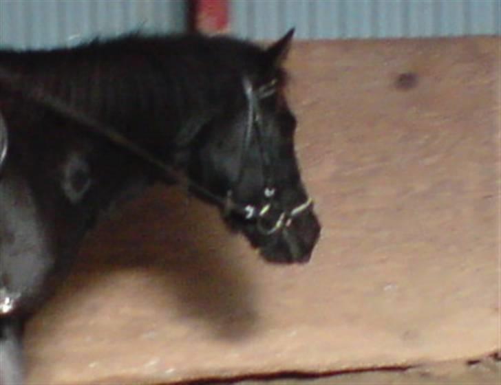 Anden særlig race Shiva <3 - Er ved at skrit lidt.... elsker det bare... billede 18