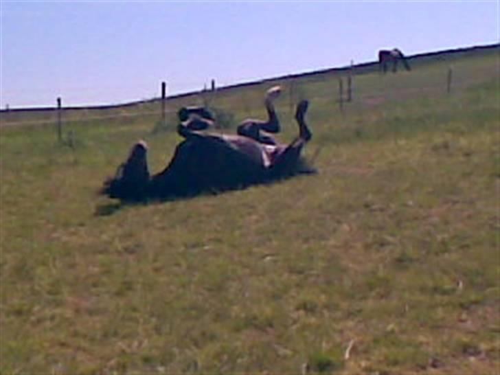 Anden særlig race Bum-Bum  *SOLGT* - det er skønt at rulle sig :-) billede 4