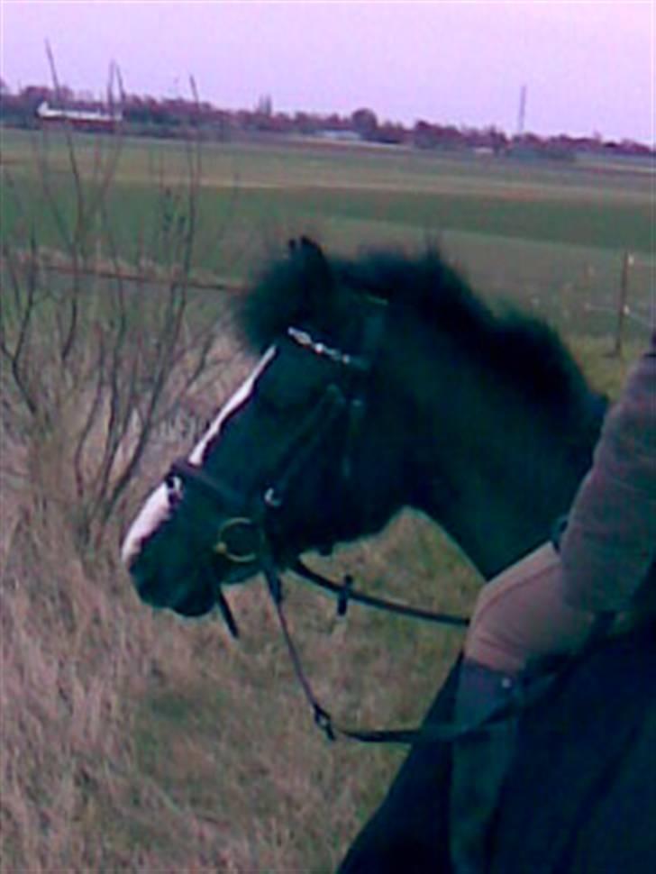 Anden særlig race Bum-Bum  *SOLGT* billede 5