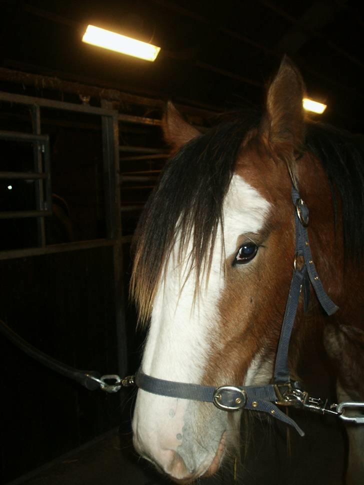 Clydesdale Goodsburn Lady Jane (RIP) billede 3