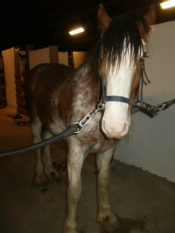 Clydesdale Goodsburn Lady Jane (RIP) billede 4