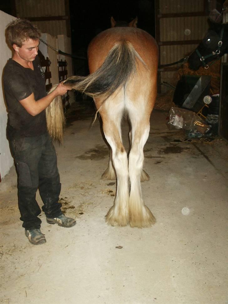 Clydesdale Goodsburn Lady Jane (RIP) billede 5