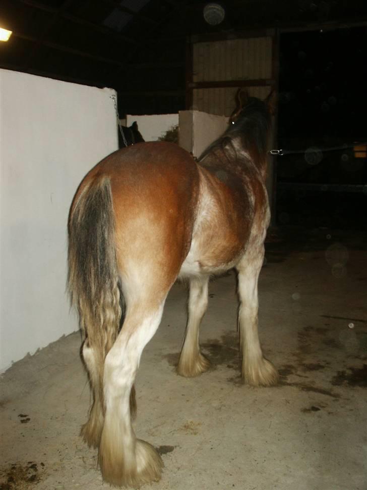 Clydesdale Goodsburn Lady Jane (RIP) billede 7