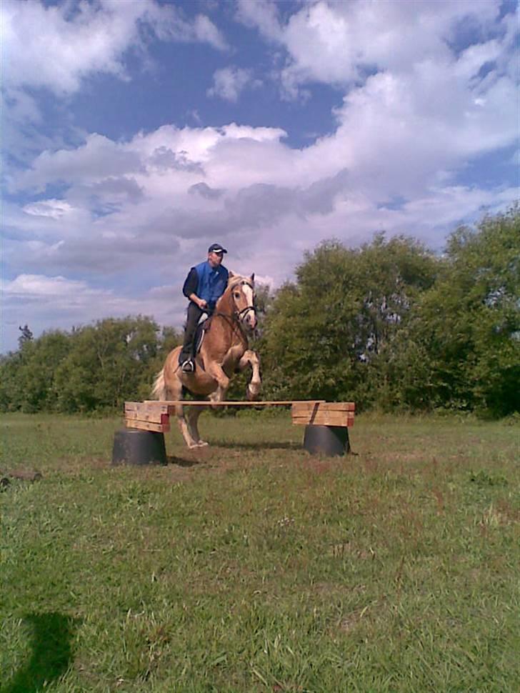 Haflinger Napolioen billede 12