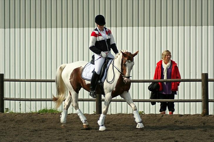 Pinto Darupgaards Ven Aurigae - 06) Nyskovens Sportsrideklub C-stævne, Højelse Cup finale - 11.-12.09.2010 - Lene Poulsen © billede 6