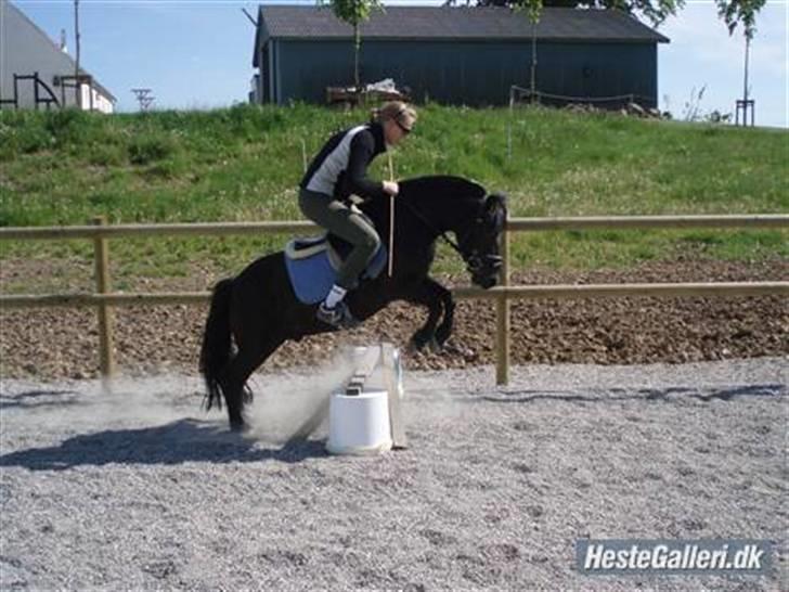 Welsh Mountain (sec A) Tarzan  - søs & tarzan springer :D | Foto tror søs`s X  billede 11