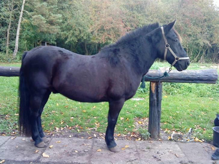 Anden særlig race Thor <3 Love ya' <3 Part  - Hvor kan han stå fint hva´? <3 Foto: Nikoline <3 Tak (; billede 2