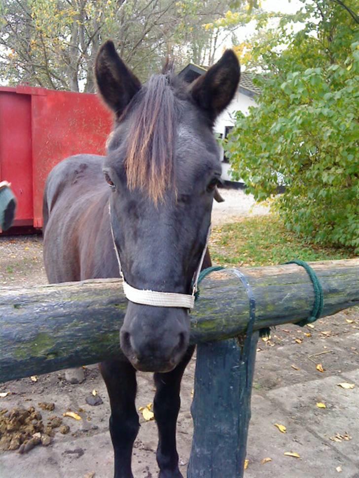 Anden særlig race Thor <3 Love ya' <3 Part  - Hans hoved er såå Nusser, <3 (;  (beklager kvaliteten) Foto: Nikoline <3 Tak (; billede 5