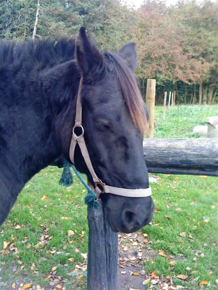 Anden særlig race Thor <3 Love ya' <3 Part  - Godnat Lea, Nu går jeg i hi XD  (beklager kvaliteten) Foto: Nikoline <3 Tak (; billede 6