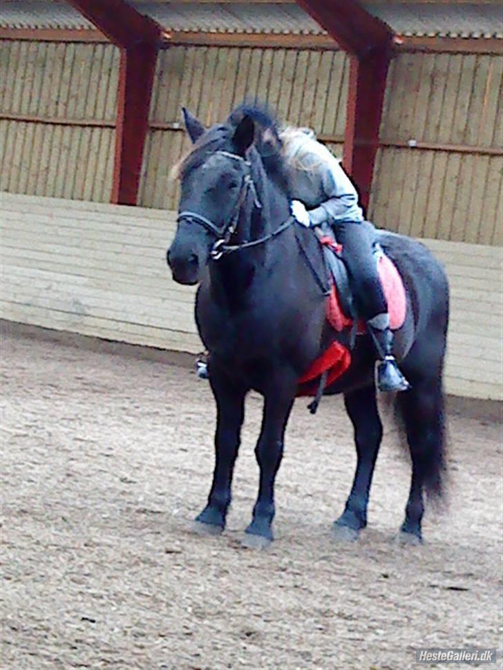 Anden særlig race Thor <3 Love ya' <3 Part  - Så skal hun spænde gjord, Vente vente vente . XD <3  (beklager kvaliteten) Foto: Nikoline <3 Tak (; billede 7