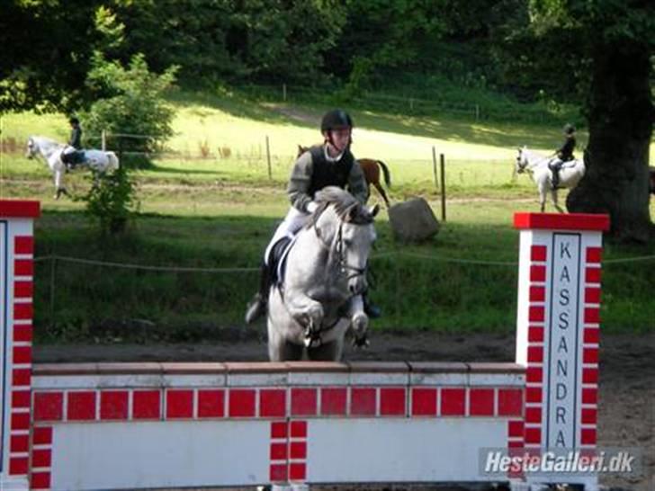 Welsh Partbred (Sec F) Lyngvejens Kenzo - Stævne med hans ejer billede 6