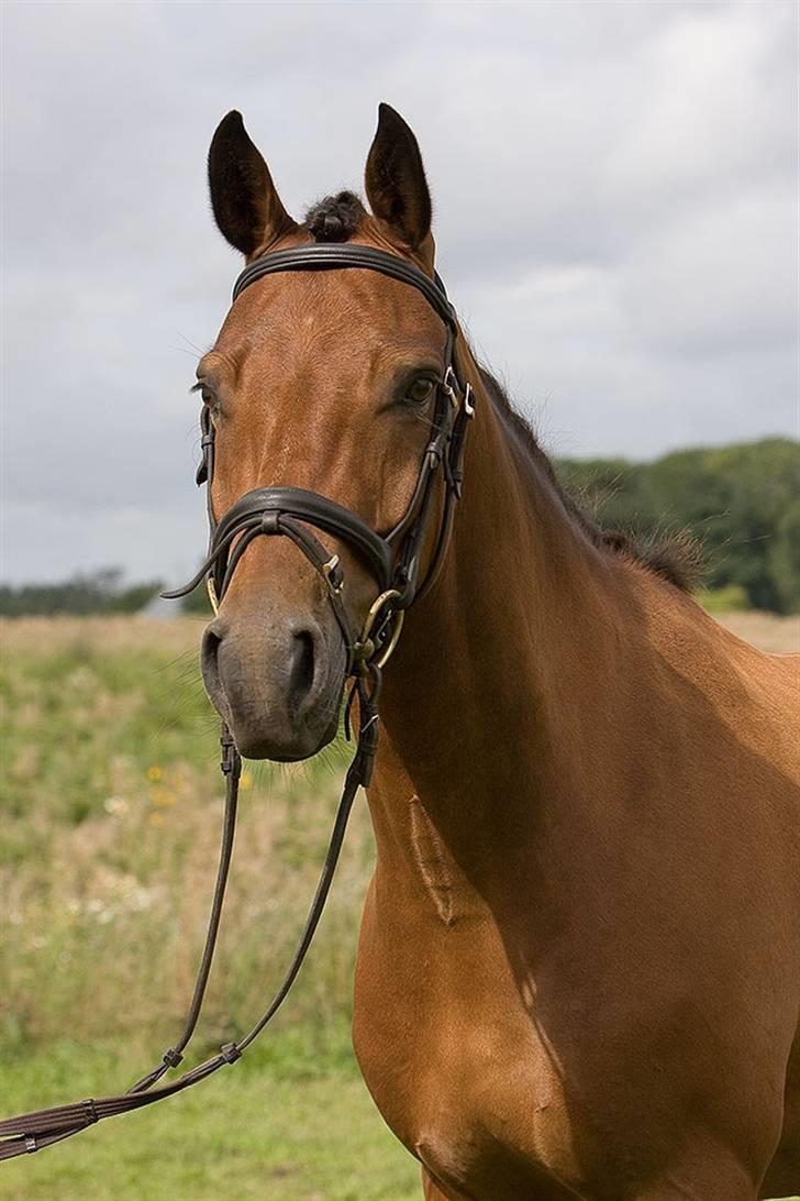 DSP Anton  - Er jeq ik fin?? billede 7