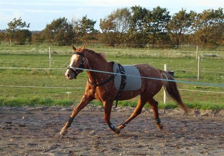 Knabstrupper Sartor's Midnight Express - Så har hun også lært at gå med gjord! billede 12