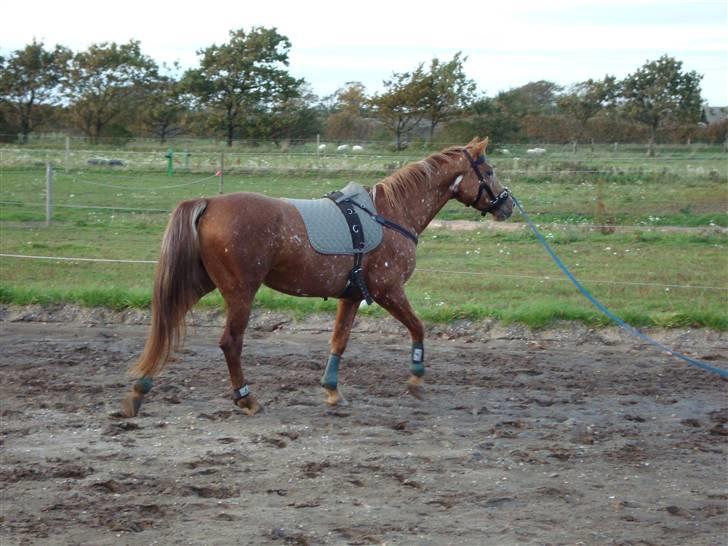 Knabstrupper Sartor's Midnight Express - Midnight i skridt billede 13