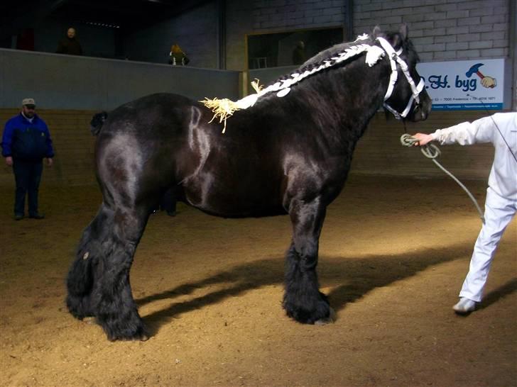 Belgier Thor Van De Malsem billede 8