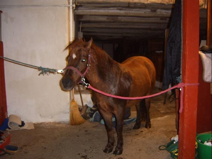 Anden særlig race Freja (rider) - nu jeg ren og kan få mine trenser på så jeg kan få lavet noget billede 2