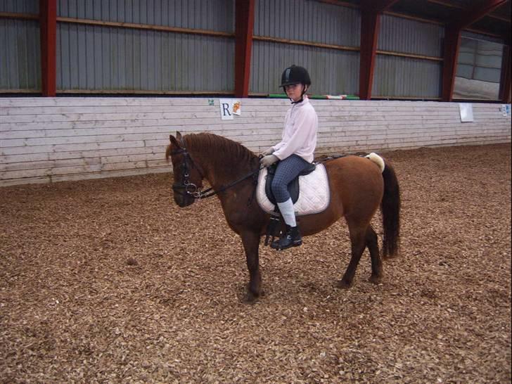 Anden særlig race Freja (rider) - altså jag kan stå pent se mig lige billede 3