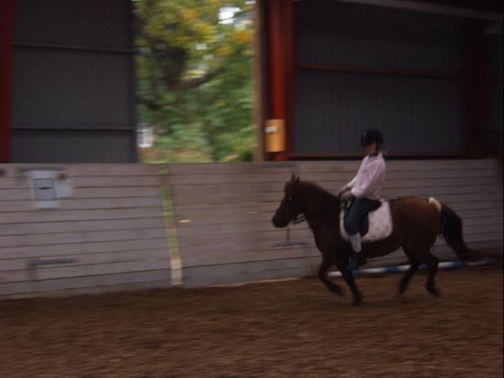 Anden særlig race Freja (rider) - kom nu freja du dovn billede 6
