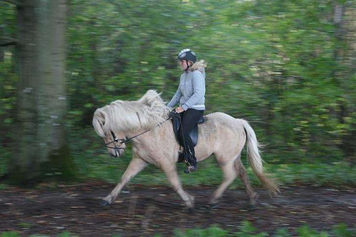 Islænder Dögg Fra Toftemosen - Trav igen den 4 okt 2009. (: billede 18
