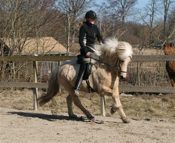 Islænder Dögg Fra Toftemosen - Dögg og jeg i galop, gammelt billede, taget lige efter en pause.  billede 20