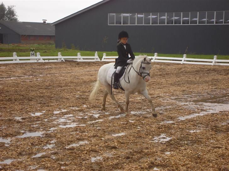 Welsh Mountain (sec A) Møllegaards Flamme (solgt - stævne i hedensted, sommeren 2008 billede 11