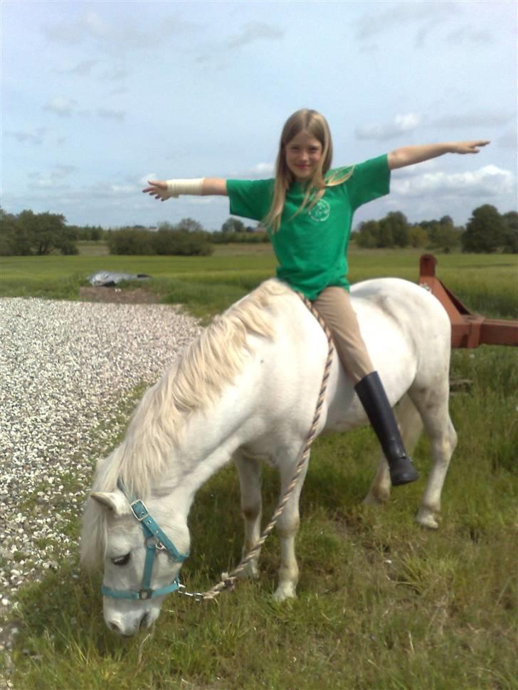 Welsh Mountain (sec A) Møllegaards Flamme (solgt - vi hygger os lige billede 12