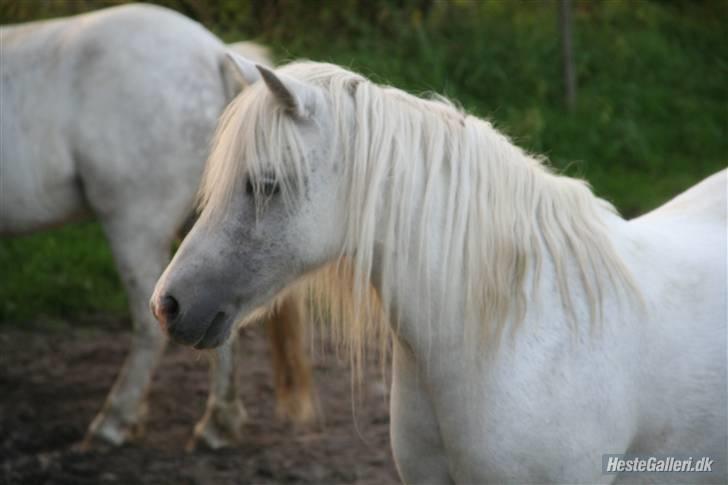 Welsh Mountain (sec A) patrica(ikke min) billede 1