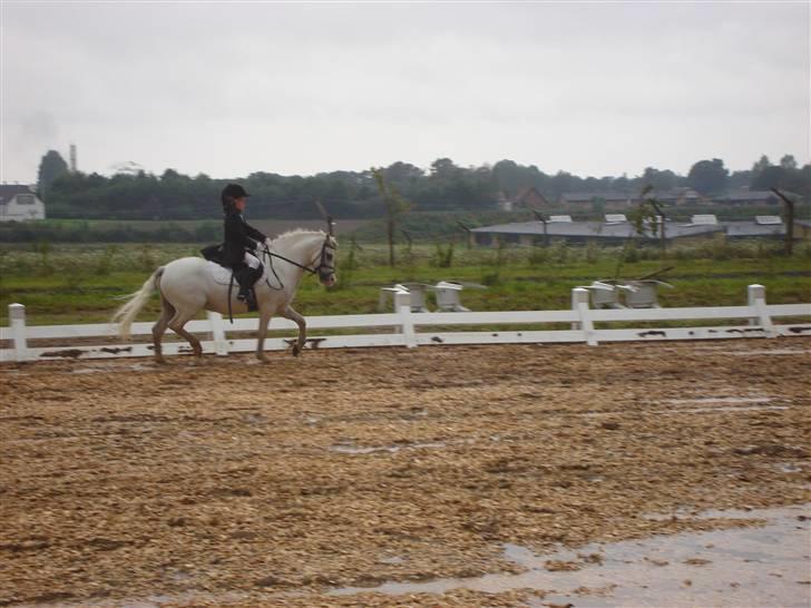 Welsh Mountain (sec A) Møllegaards Flamme (solgt - stævne i hedensted, sommeren 2008 billede 13