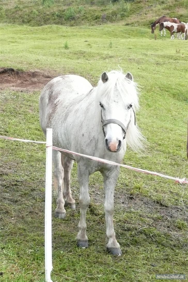 Welsh Mountain (sec A) patrica(ikke min) billede 3