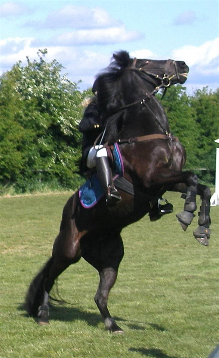 New Forest Cosmo spring pony - Bare en lille smule hidsig<3 billede 14