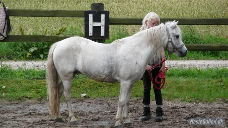 Welsh Mountain (sec A) patrica(ikke min) billede 4