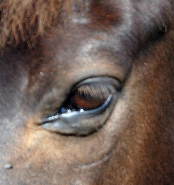 New Forest Cosmo spring pony - De smukkeste øjne <3 billede 15