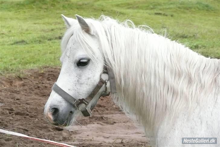 Welsh Mountain (sec A) patrica(ikke min) billede 5