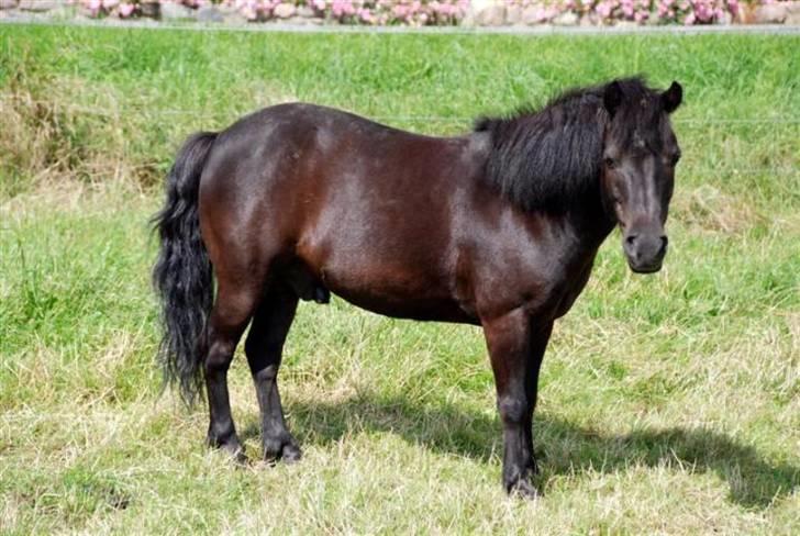 Shetlænder King Kong <3 - King kong mus :-* på fold.. billede 14