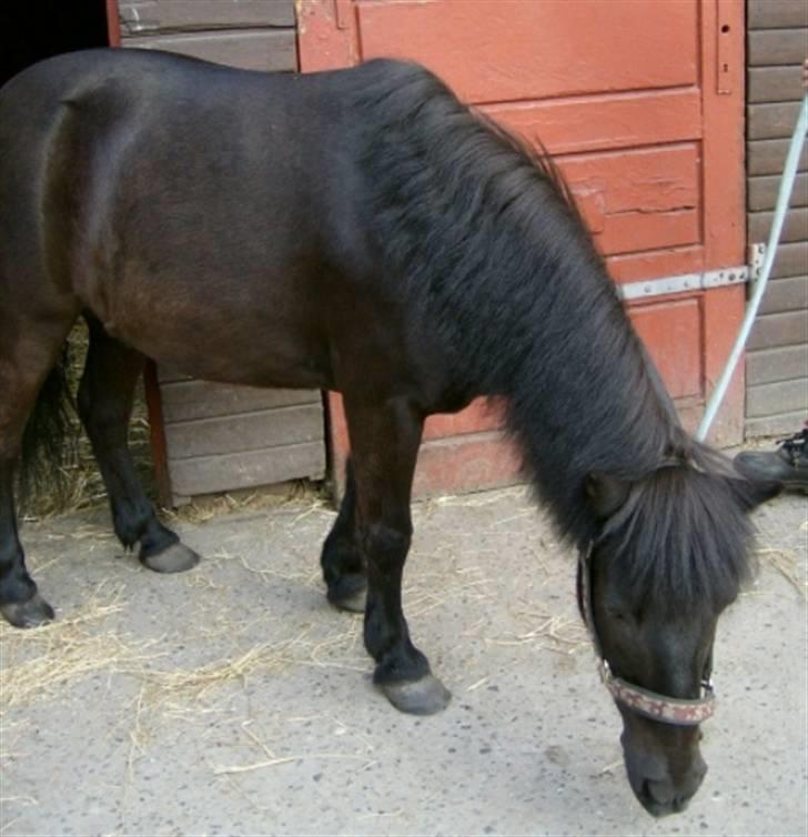 Shetlænder King Kong <3 billede 15