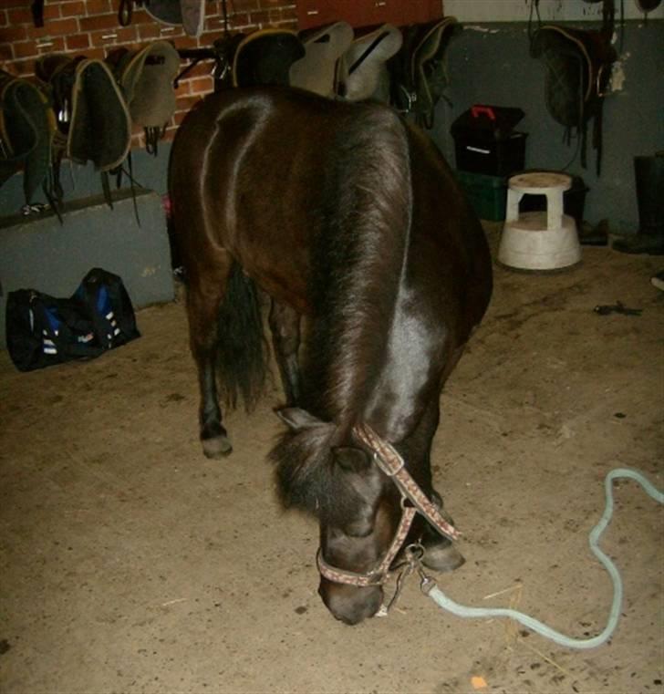 Shetlænder King Kong <3 - King kong i saddelrummet :b <3 billede 16