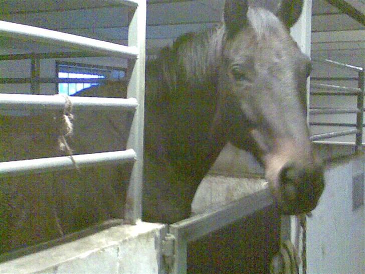 Anden særlig race Danny billede 7