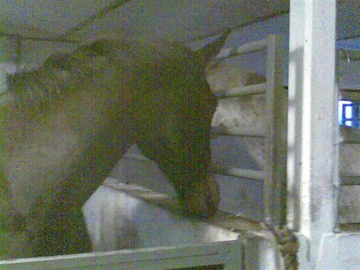 Anden særlig race Danny billede 8