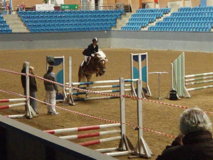 Haflinger Anders Lindegaard HINGST R.I.P billede 7